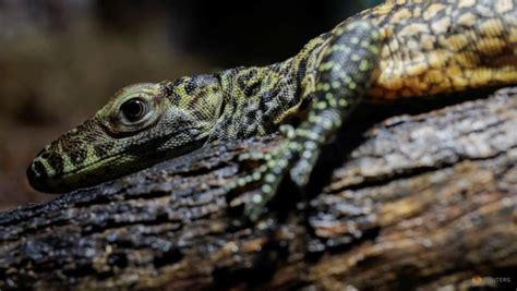 Endangered Komodo dragons hatch at Spanish zoo
